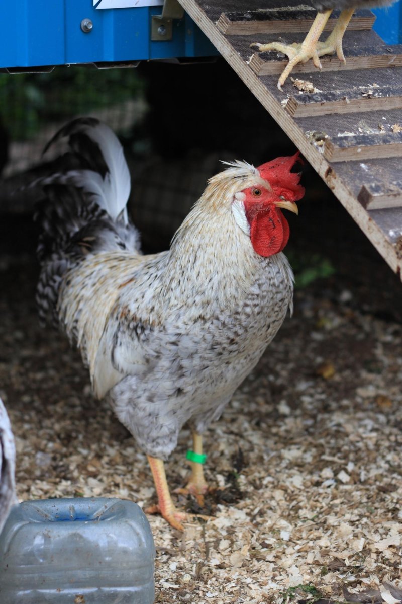 Легбар золотистый