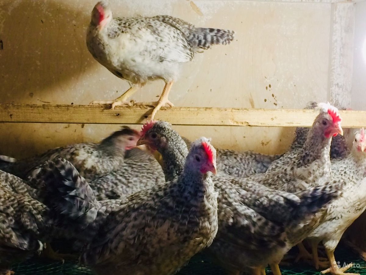 Легбар порода яйца