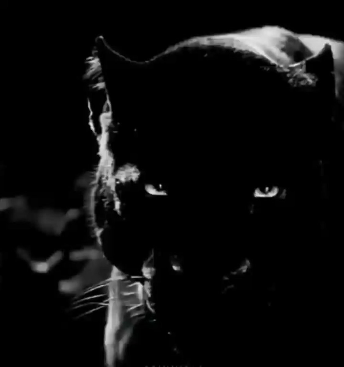 Черная пантера Багира