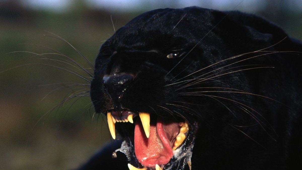 Луна пантера и ротвейлер