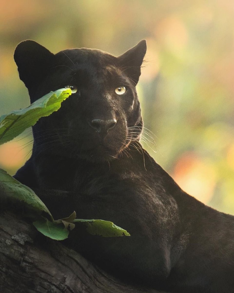 Shaaz Jung черная пантера