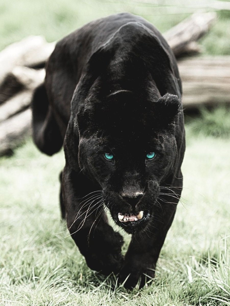 Пума Луна и ротвейлер