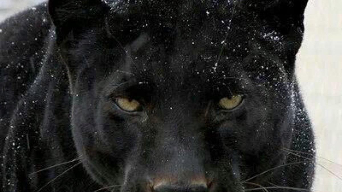 Пантера Луна