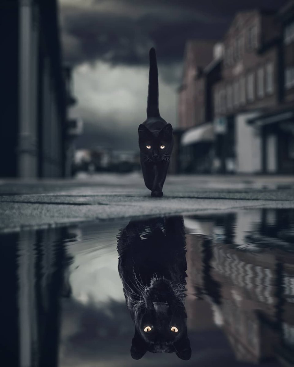 Черная пантера