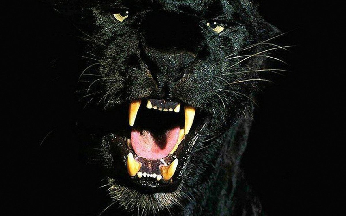 Пума Ягуар пантера