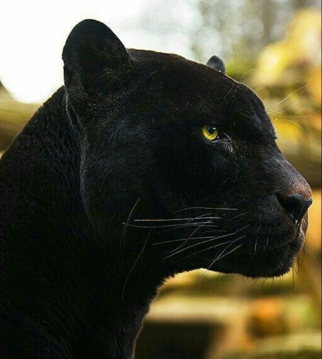 Тиберий пантера