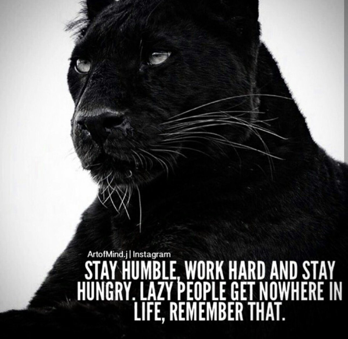 Николаева Ксения Александровна пантера