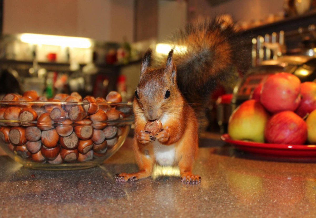 Белочка с орешками