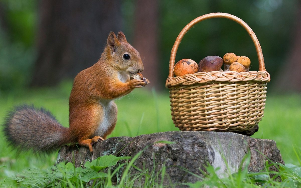 Белка с орехом