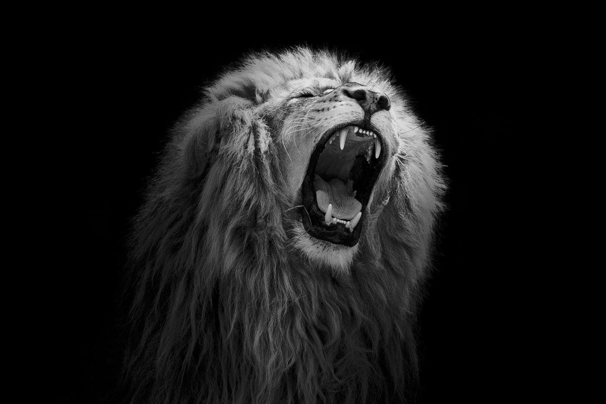 Злой Лев