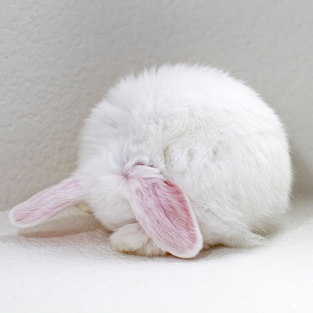 Зайчик лежит