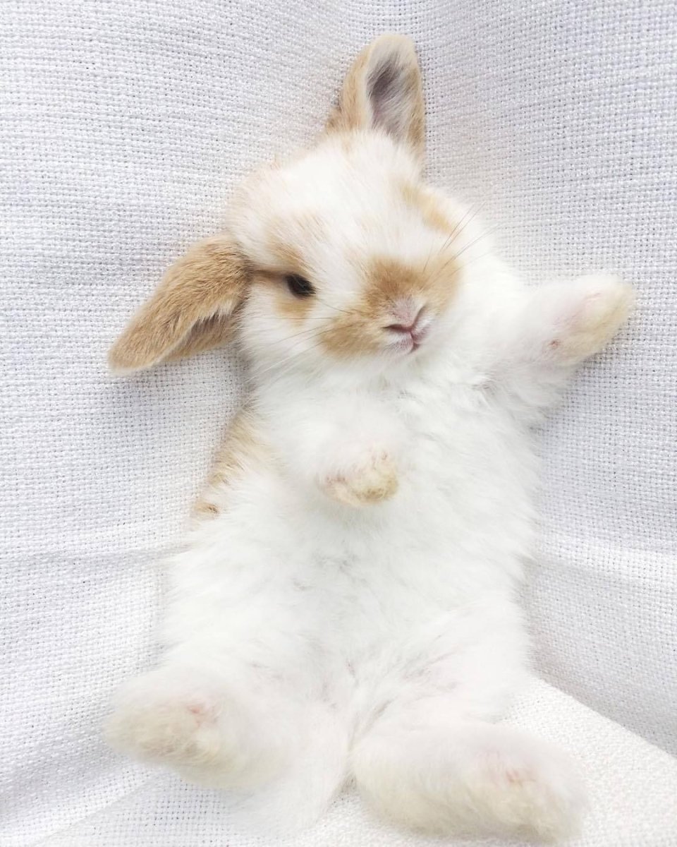 Кролик лежит