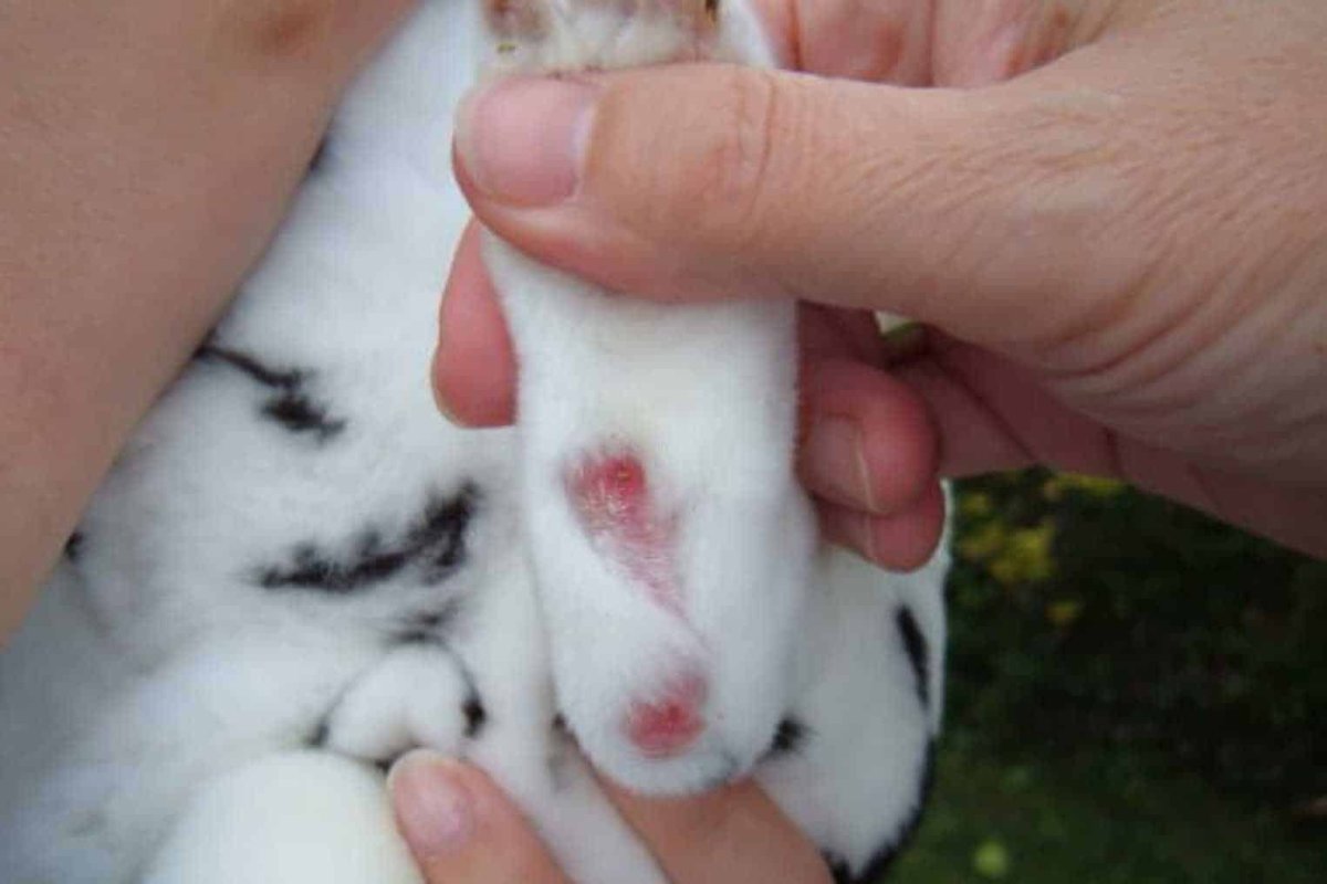 Кролик заяц шьем