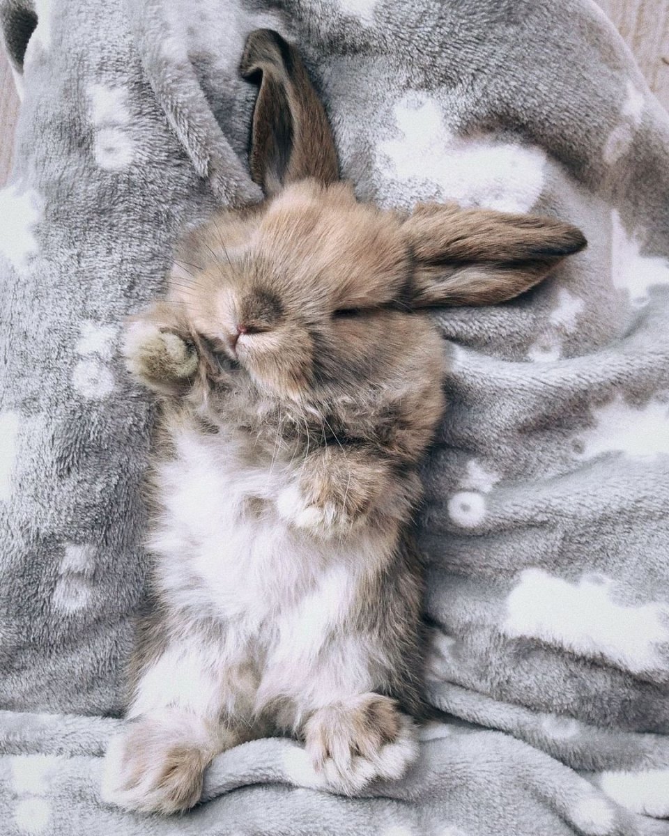 Кролик Эстетика