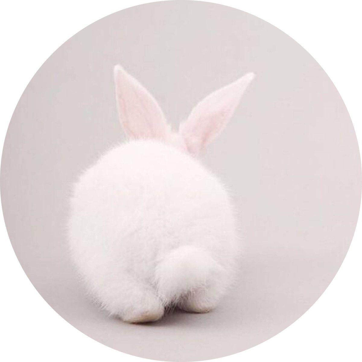 Карликовый кролик