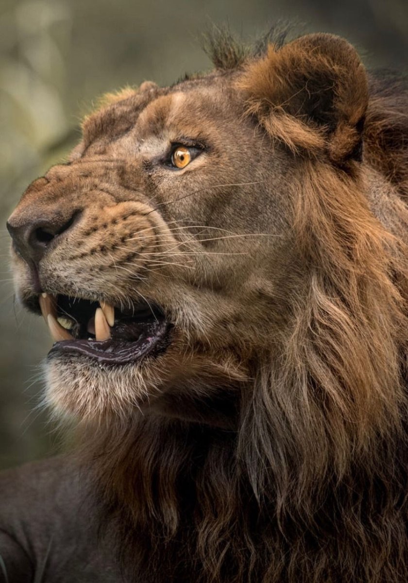 Со звуком Лев