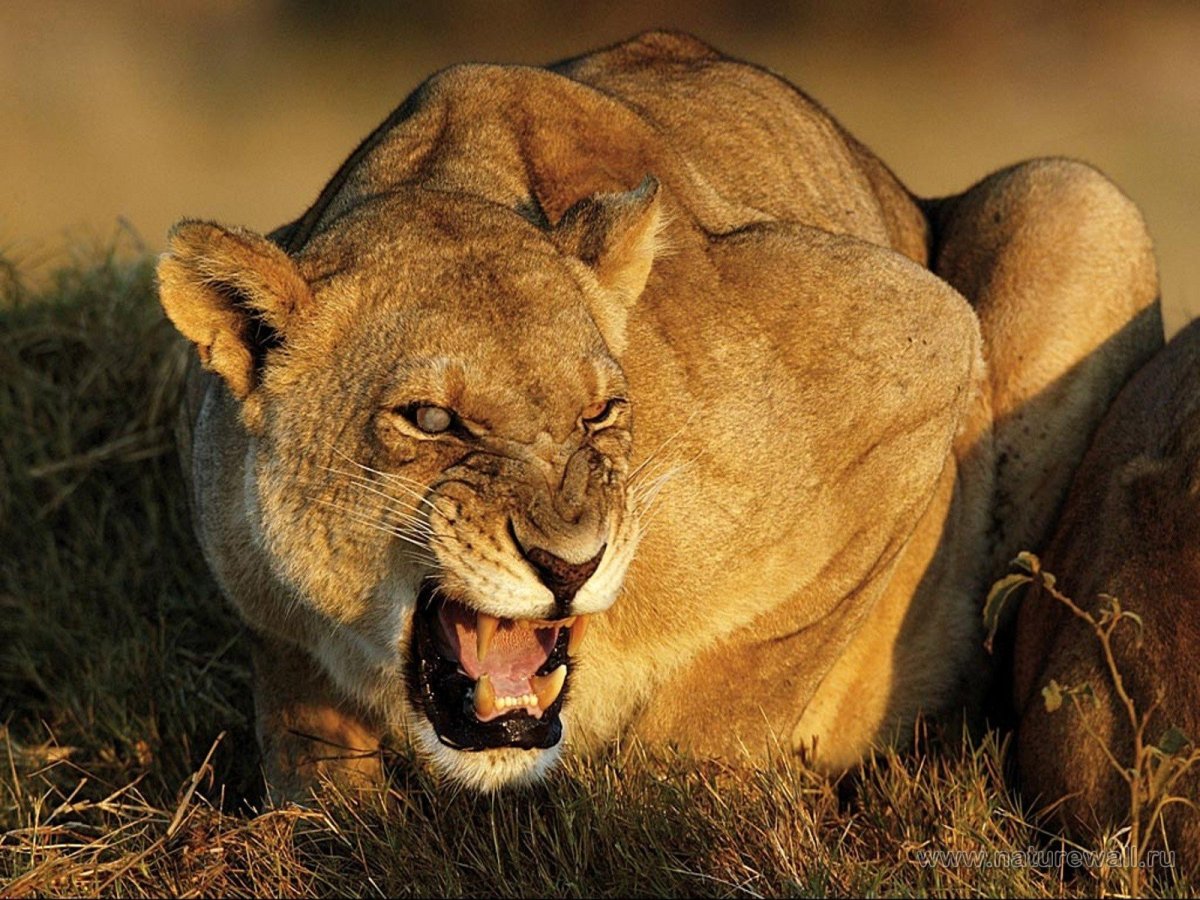 Лев оскал