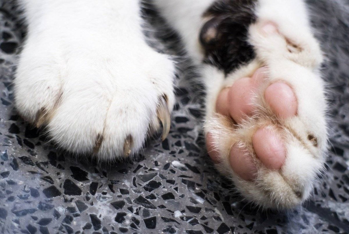 Подушечки на лапках у кошек