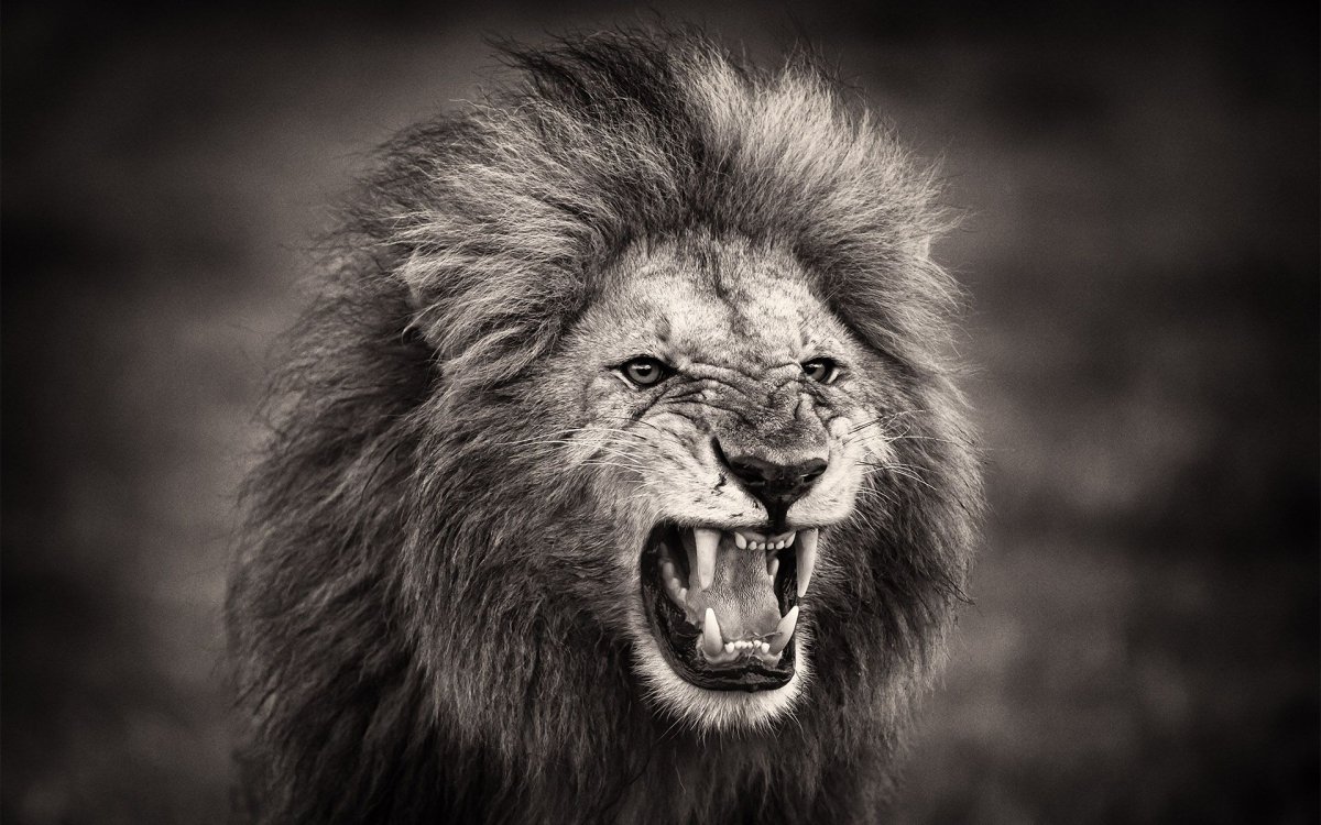 Рыкающий Лев