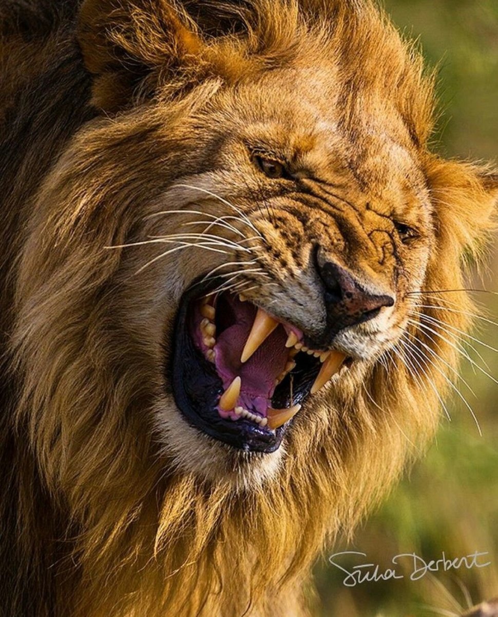 Морда Льва оскал