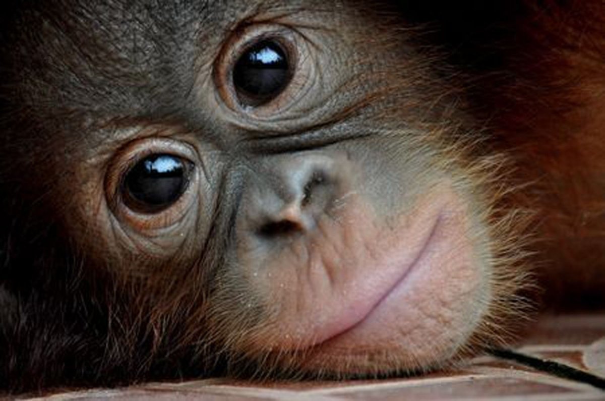 Смешная обезьяна до слез можно расплакатьс