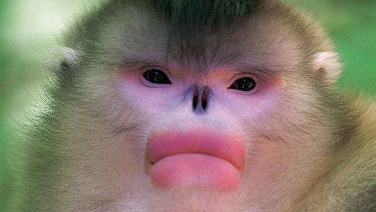 Орангутанг малыш