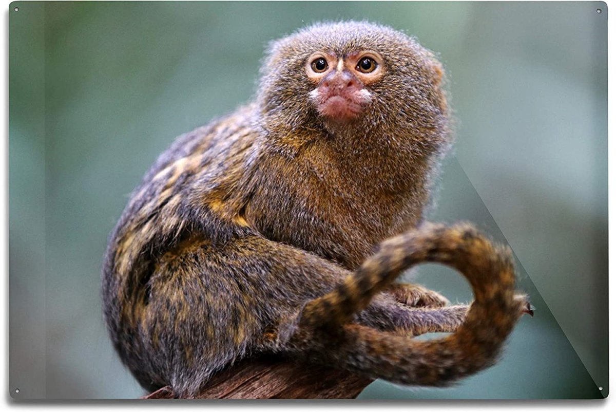 Милая обезьянка