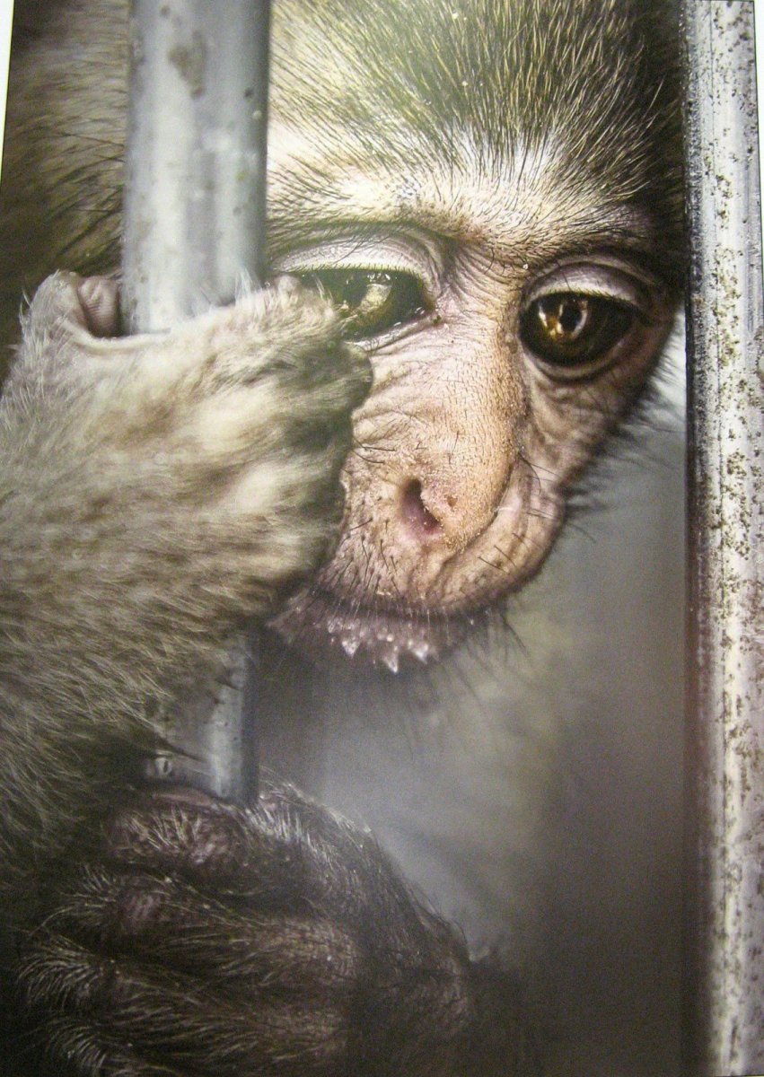 Мокрая обезьянка