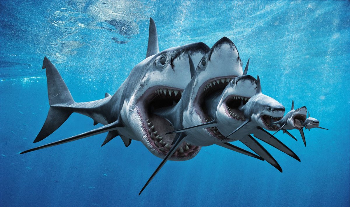 Кархародон МЕГАЛОДОН убийца