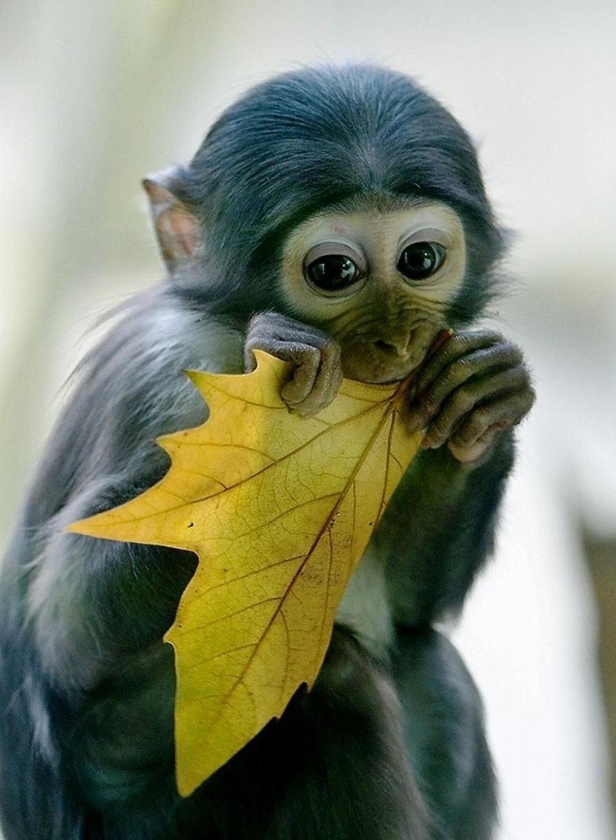 Милые обезьянки