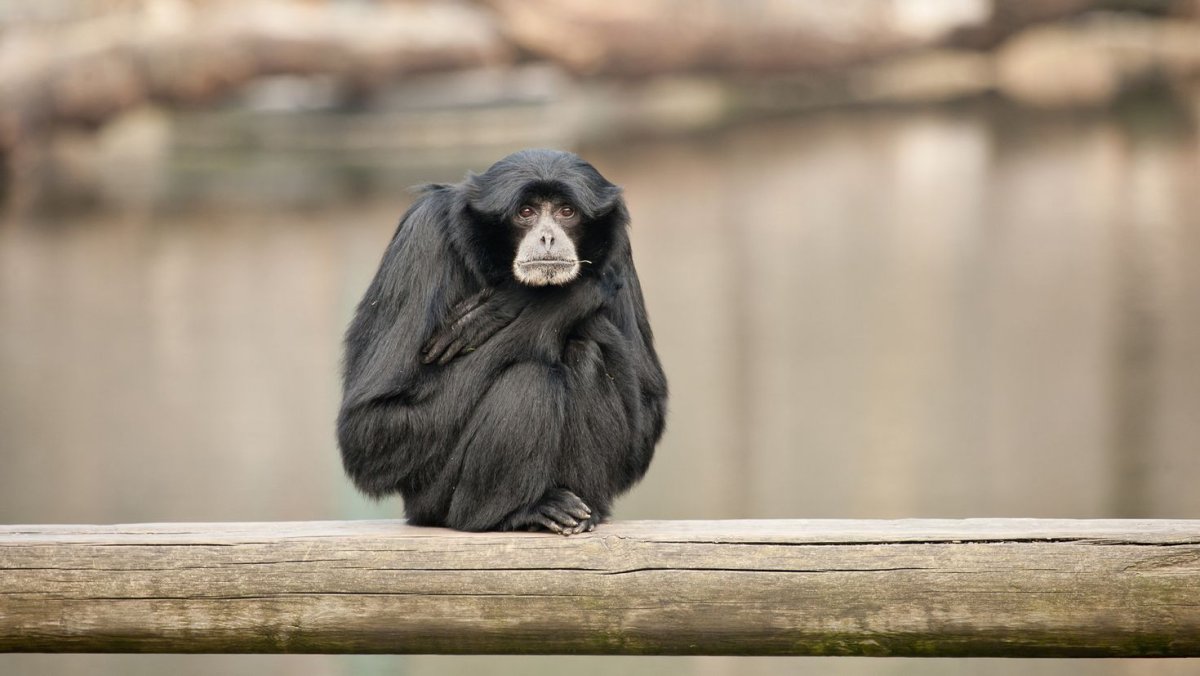 Грустные животные в клетках