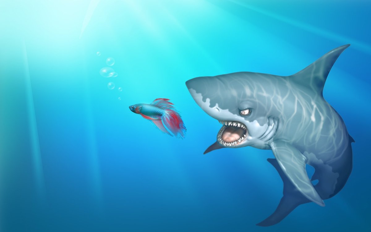 Обои на рабочий стол акула