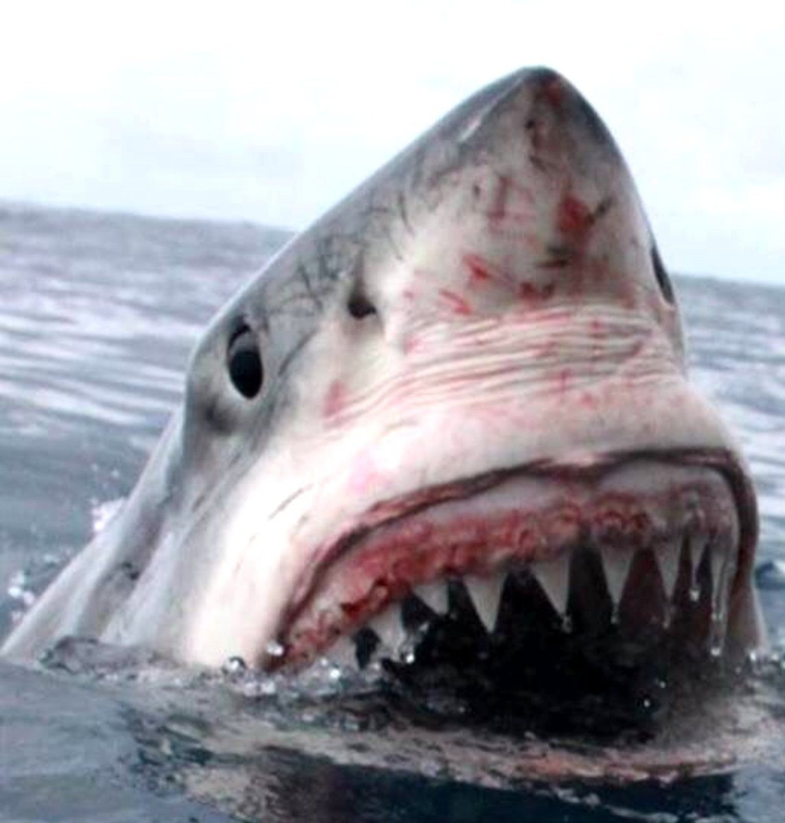 Детёныш белой акулы