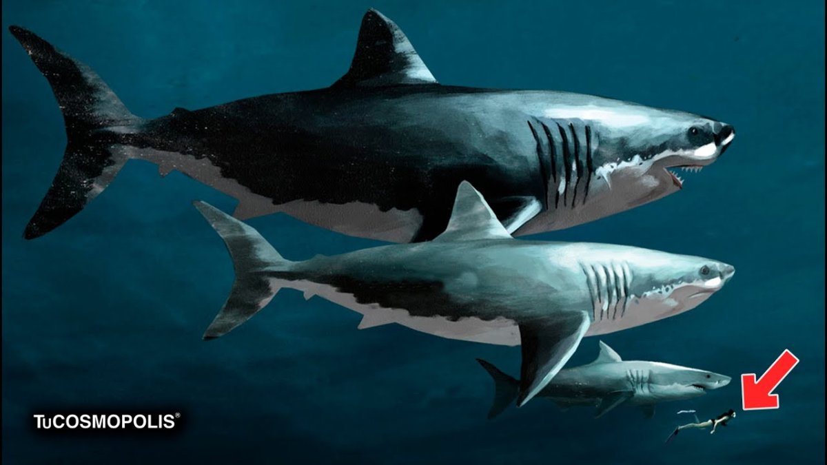 Самый большой в мире акула МЕГАЛОДОН
