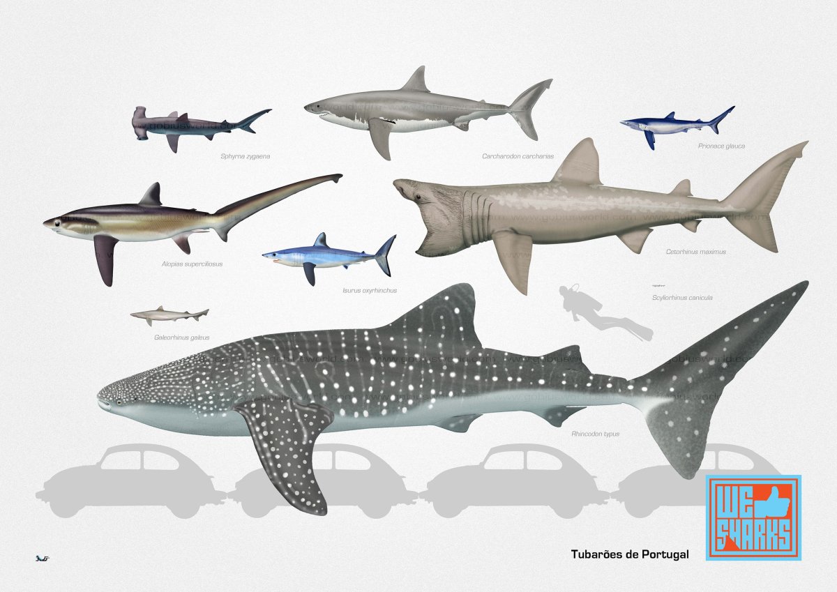 Тигровая акула и китовая акула