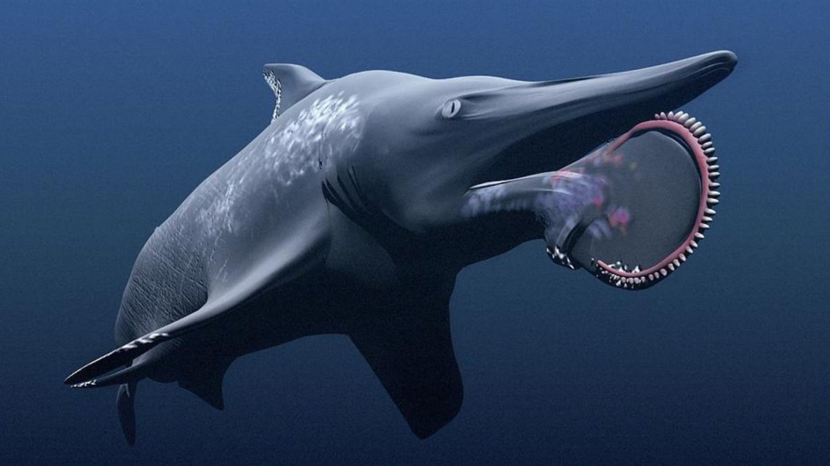 Helicoprion bessonovi