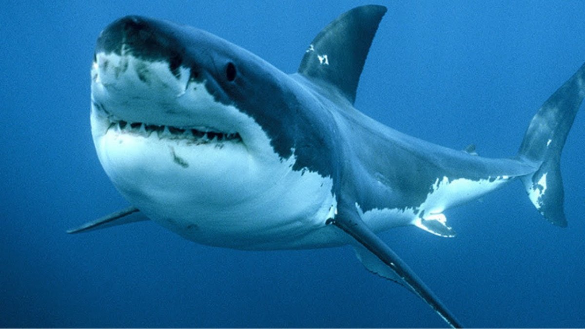 Белая акула вид снизу