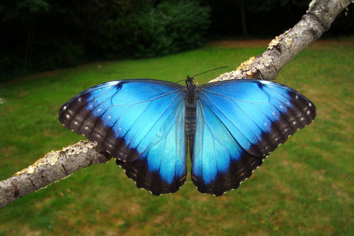 Morpho peleides бабочка