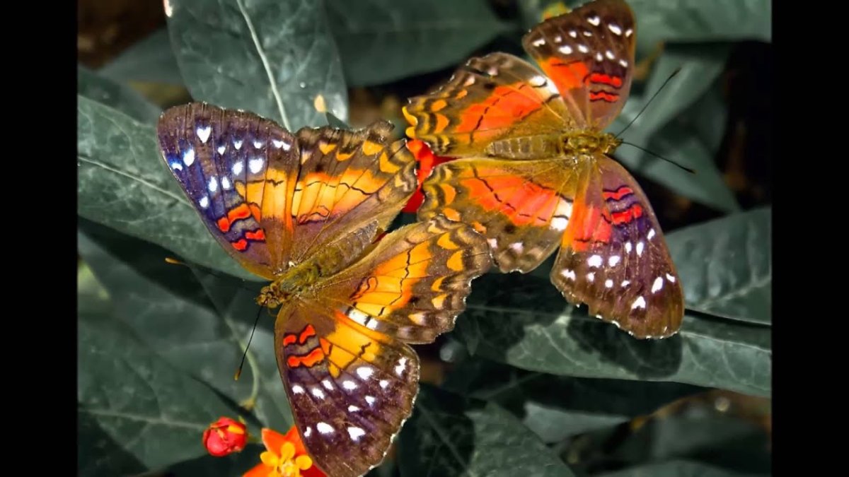 Самая красивая бабочка в мире