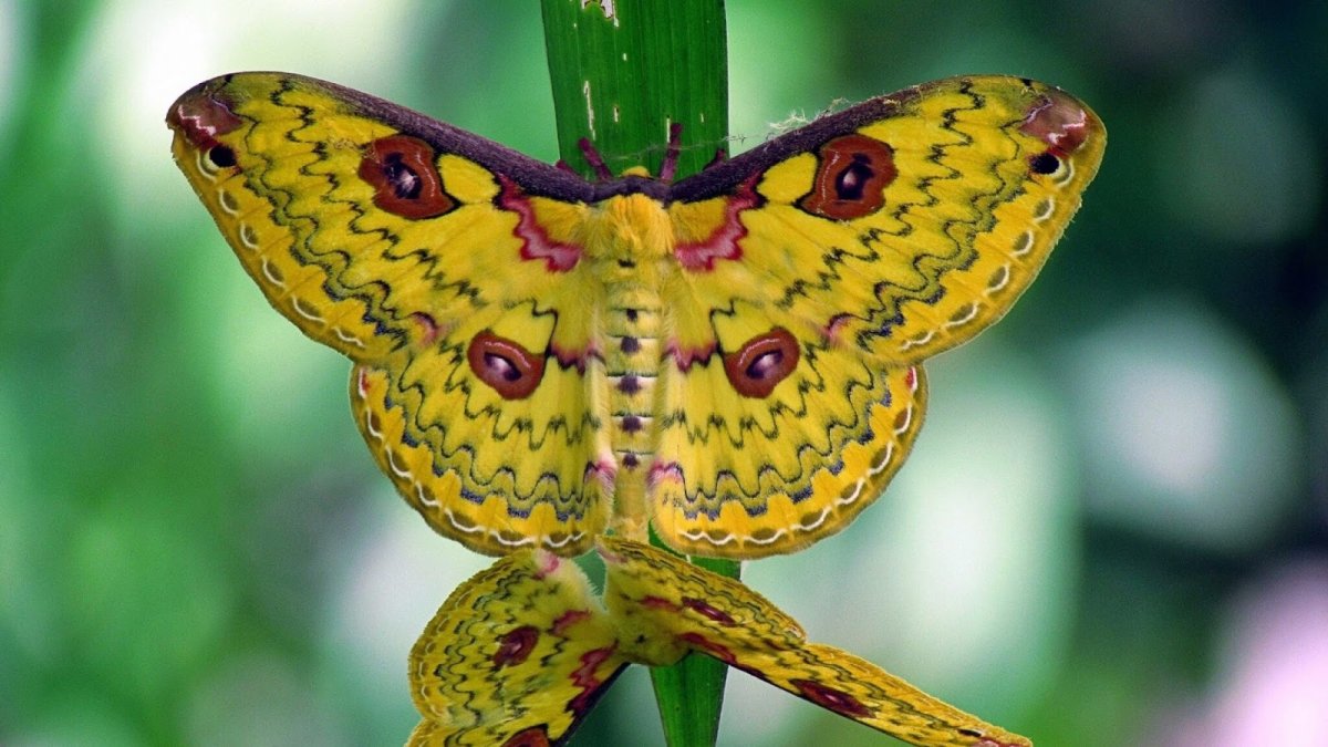 Бабочка Актиас дубернарди