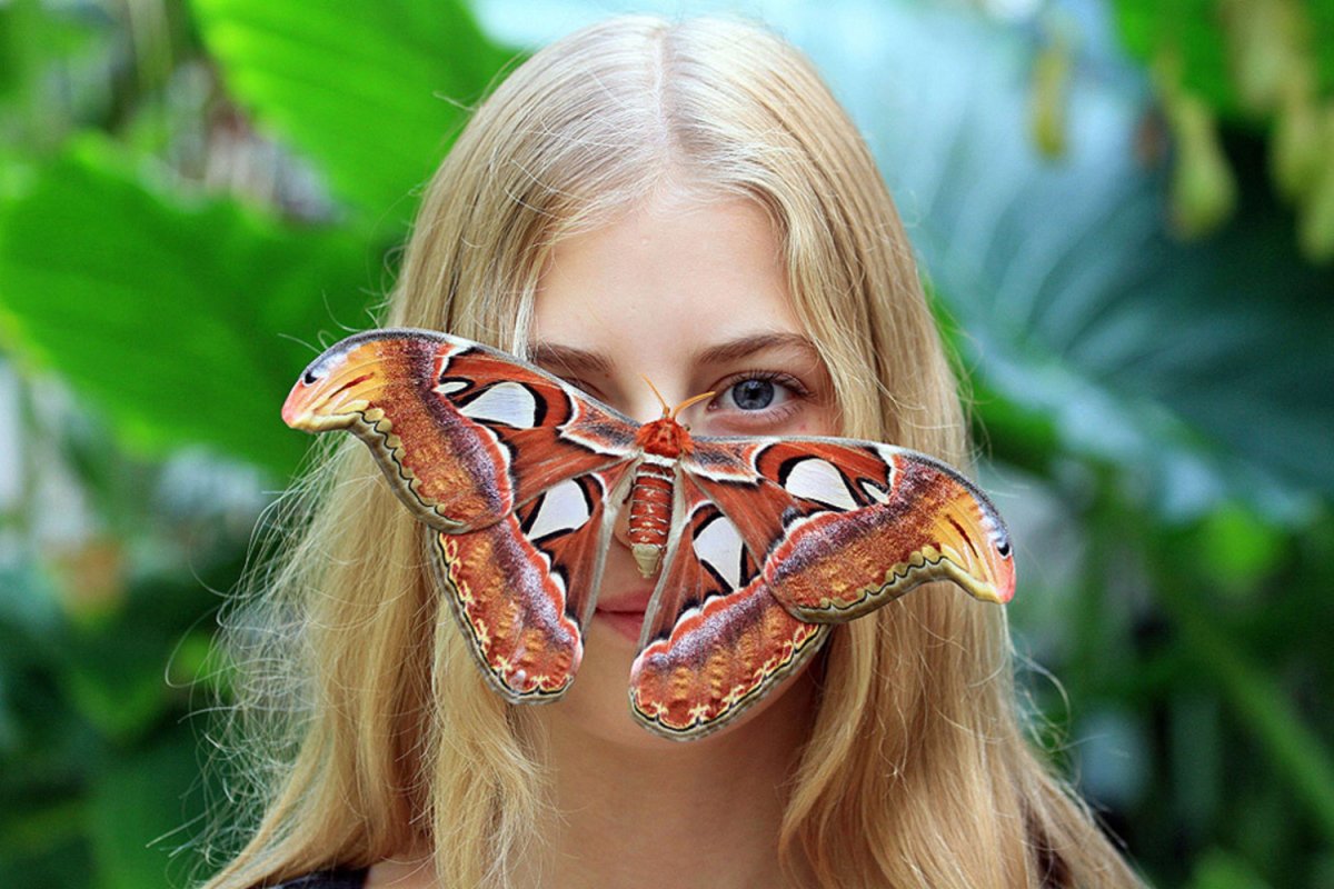 Павлиноглазка атлас Attacus Atlas