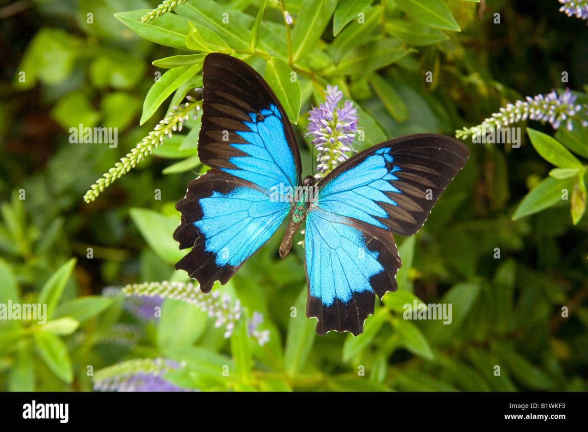 Оранжевая МОРФА бабочка фото