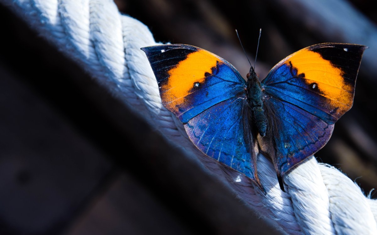 Бабочка Макросъемка