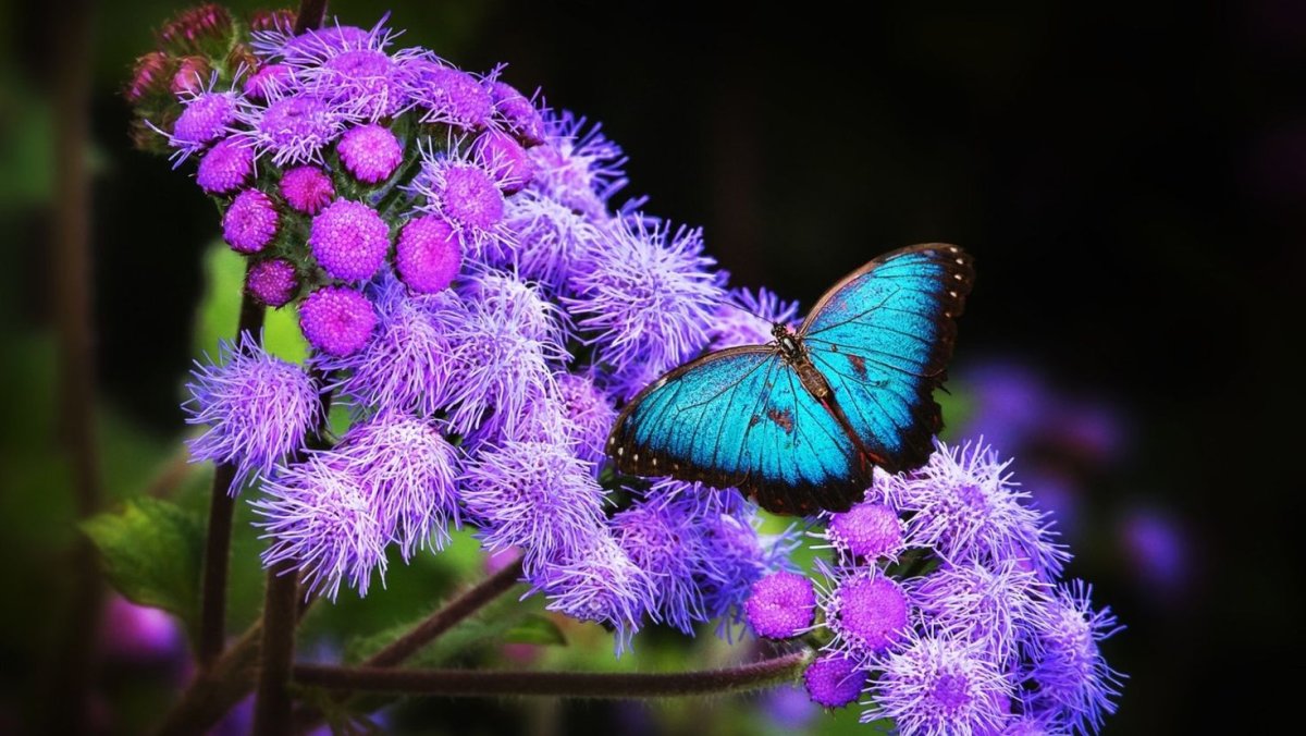 Бабочка на цветке