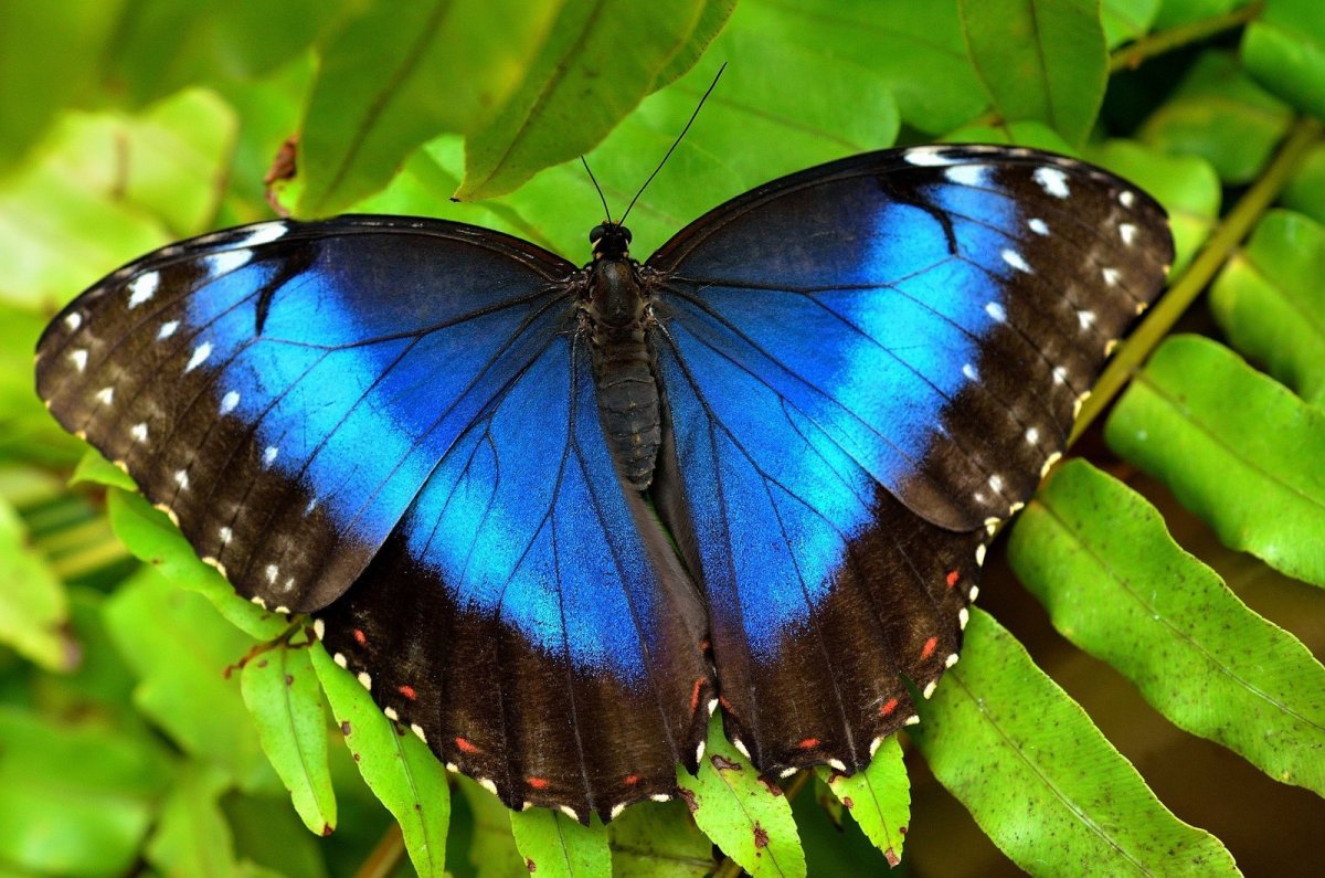 Бабочка Морфо Дидиус