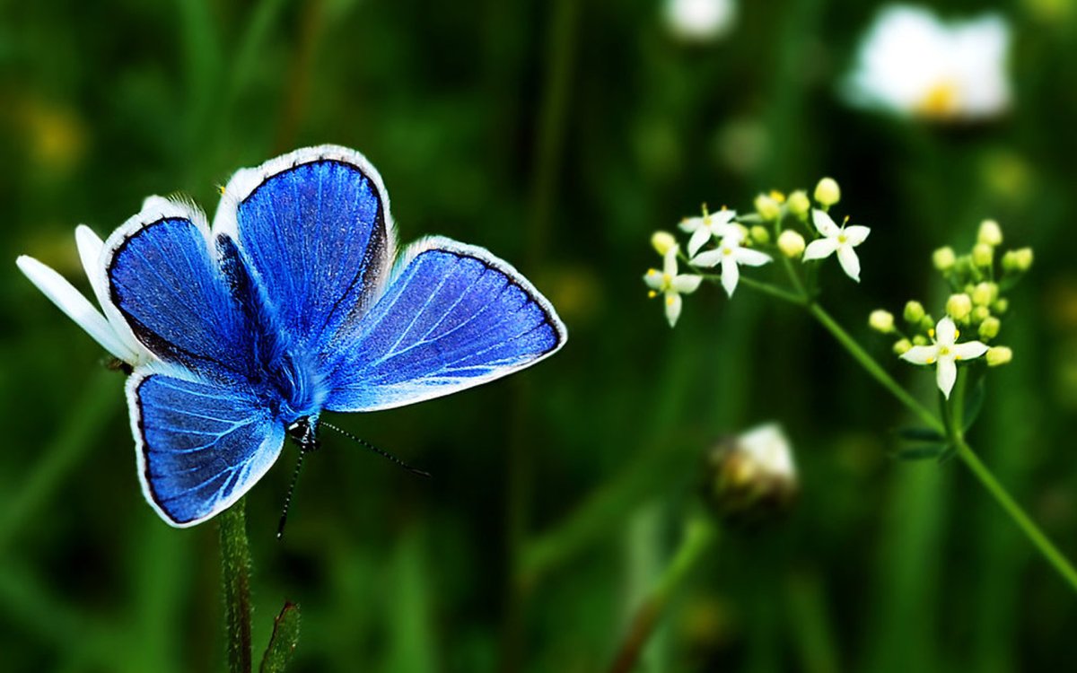 Бабочка голубянка Давида