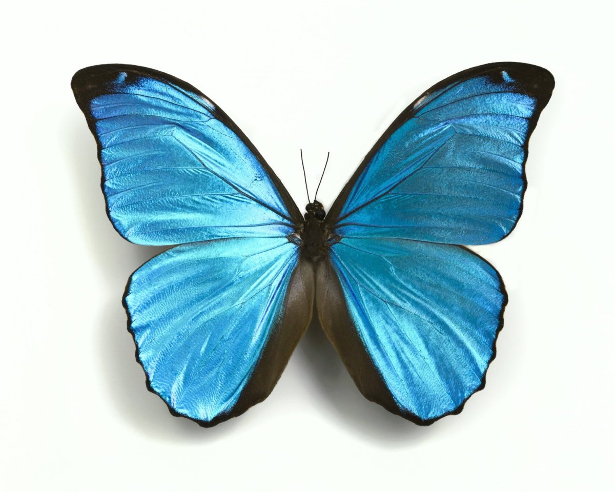 Голубые бабочки на белом фоне