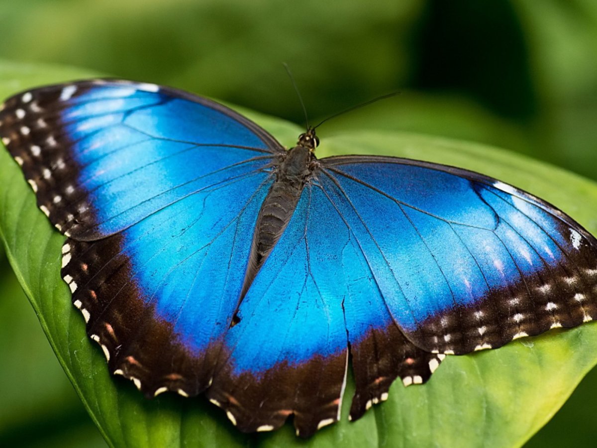 Бабочка Морфо Пелеида
