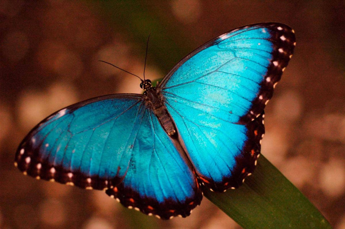Голубая бабочка Геншин