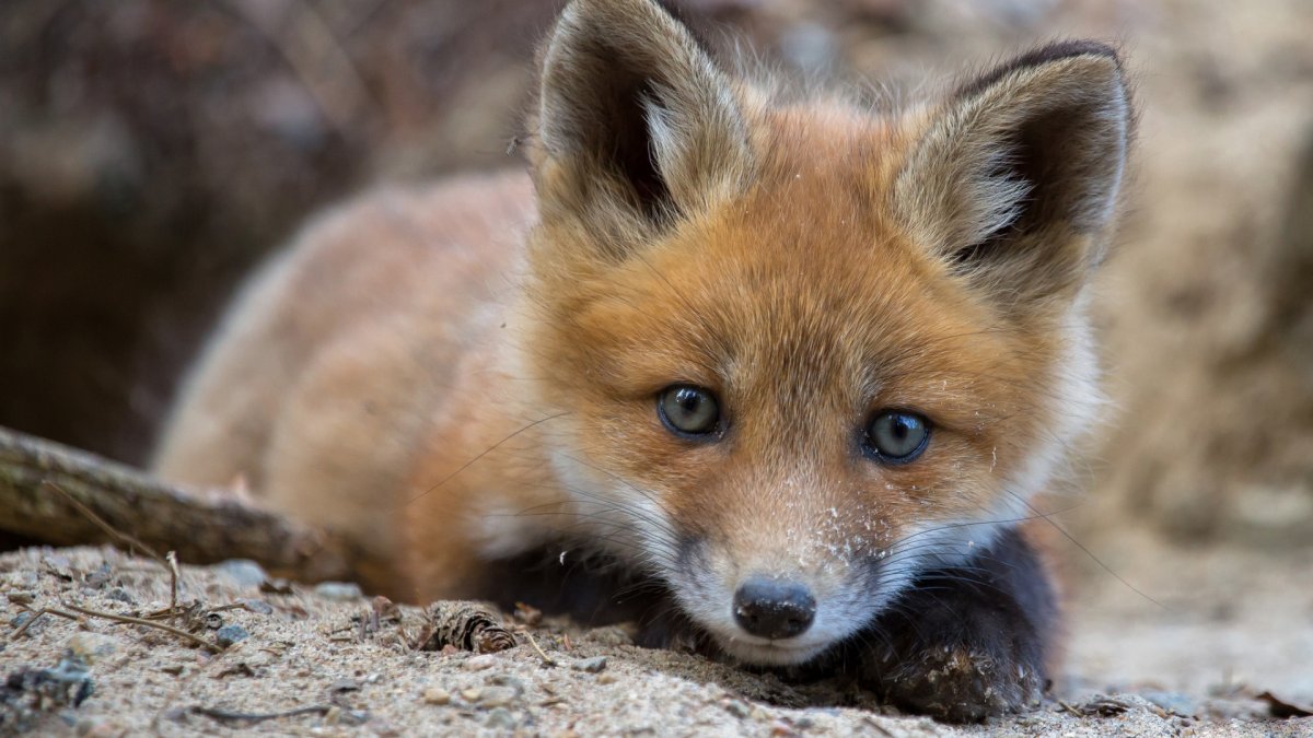 Милая Лисичка